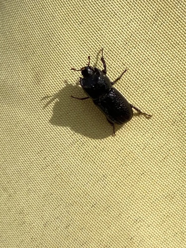 Horned Stag Beetle