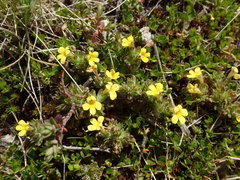 Euphrasia cockayneana