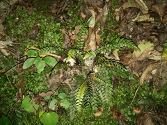Blechnum membranaceum