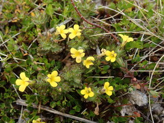 Euphrasia cockayneana