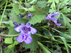Glechoma grandis