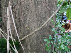 Diploderma polygonatum xanthostomum