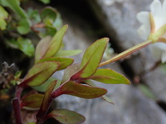 Epilobium macropus