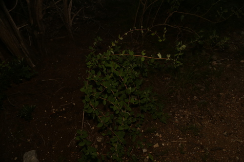 Lonicera albiflora, photograph 2