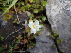 Epilobium macropus