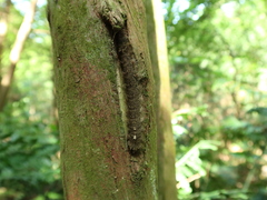 Lebeda nobilis