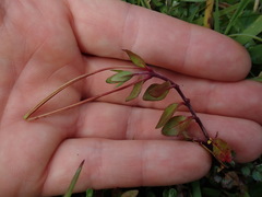 Epilobium macropus