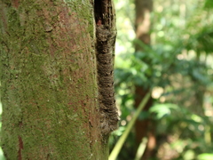 Lebeda nobilis