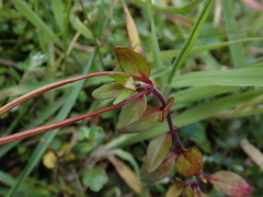 Epilobium macropus