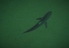 Carcharhinus obscurus