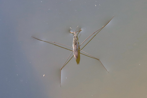 lake pondskater