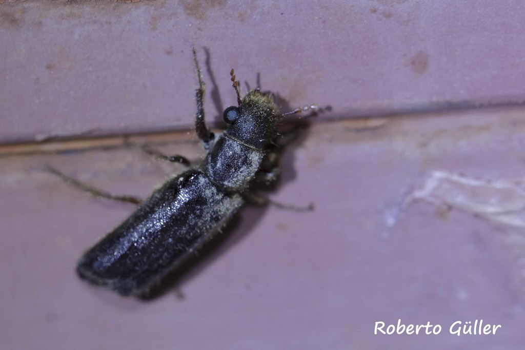 Melalgus gracilipes