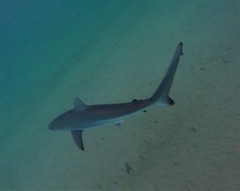 Carcharhinus obscurus