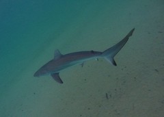 Carcharhinus obscurus