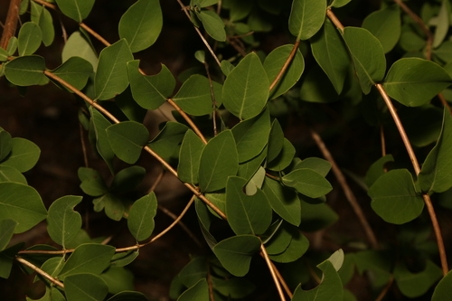 Lonicera albiflora, photograph 1