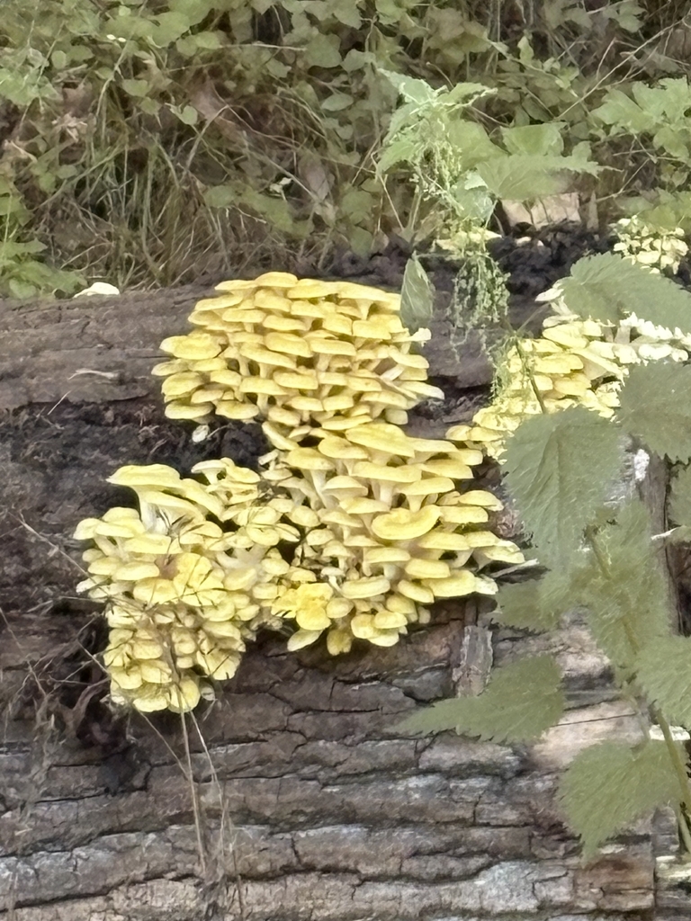 Golden Oyster Mushroom · June 2026 · photo: Photo: no rights reserved · iNaturalist