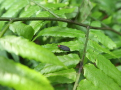 Pyrocoelia formosana