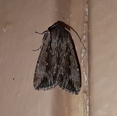 Persectania dyscrita