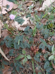Mimosa pudica