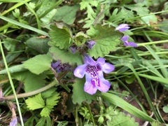 Glechoma grandis