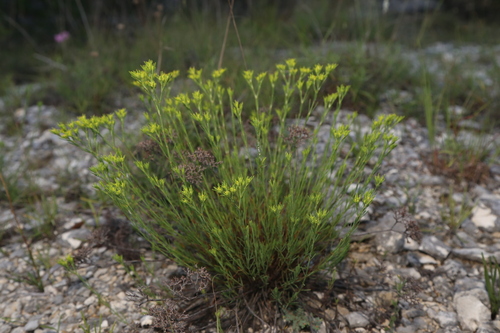 Paronychia virginica, photograph 3
