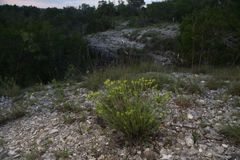 (c) Reid Hardin, some rights reserved (CC BY) Paronychia virginica, photograph (c) Reid Hardin, some rights reserved (CC BY)