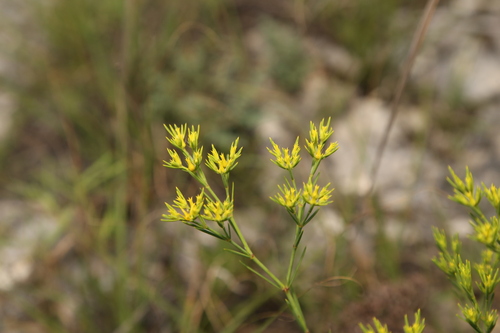 Paronychia virginica, photograph 5
