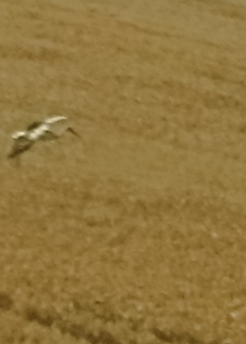 White Stork