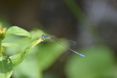 Aciagrion occidentale