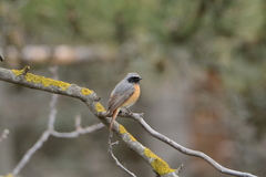 Phoenicurus phoenicurus