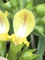 Lamium galeobdolon montanum