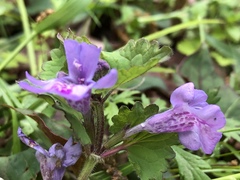 Glechoma grandis