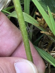 Lamium galeobdolon montanum