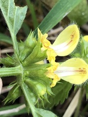 Lamium galeobdolon montanum