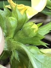 Lamium galeobdolon montanum