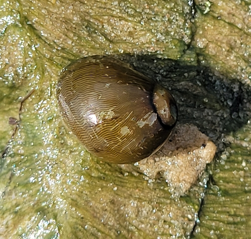 Neritina reclivata observed 2026-06-21