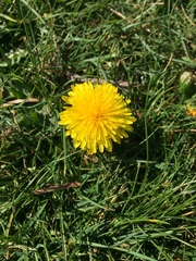 Taraxacum officinale