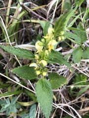Lamium galeobdolon montanum