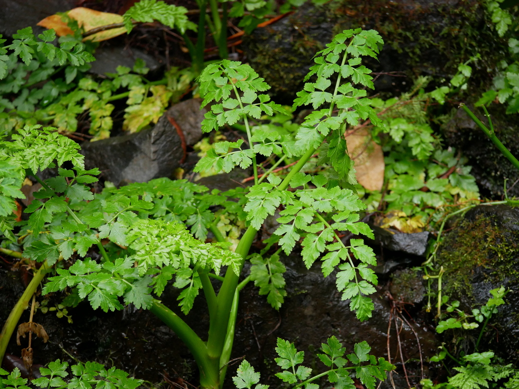 Oenanthe divaricata
