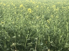 Brassica napus napus