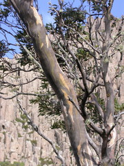 Eucalyptus archeri