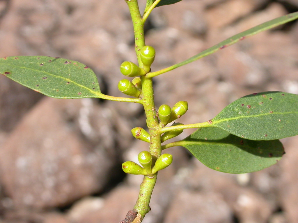 Alpine Cider Gum