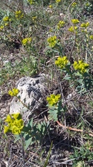 Euphorbia glareosa