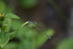 Aciagrion occidentale