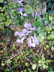 Plectranthus saccatus