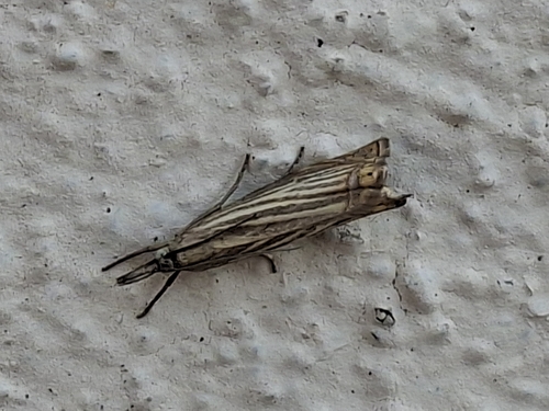 Garden Grass-veneer