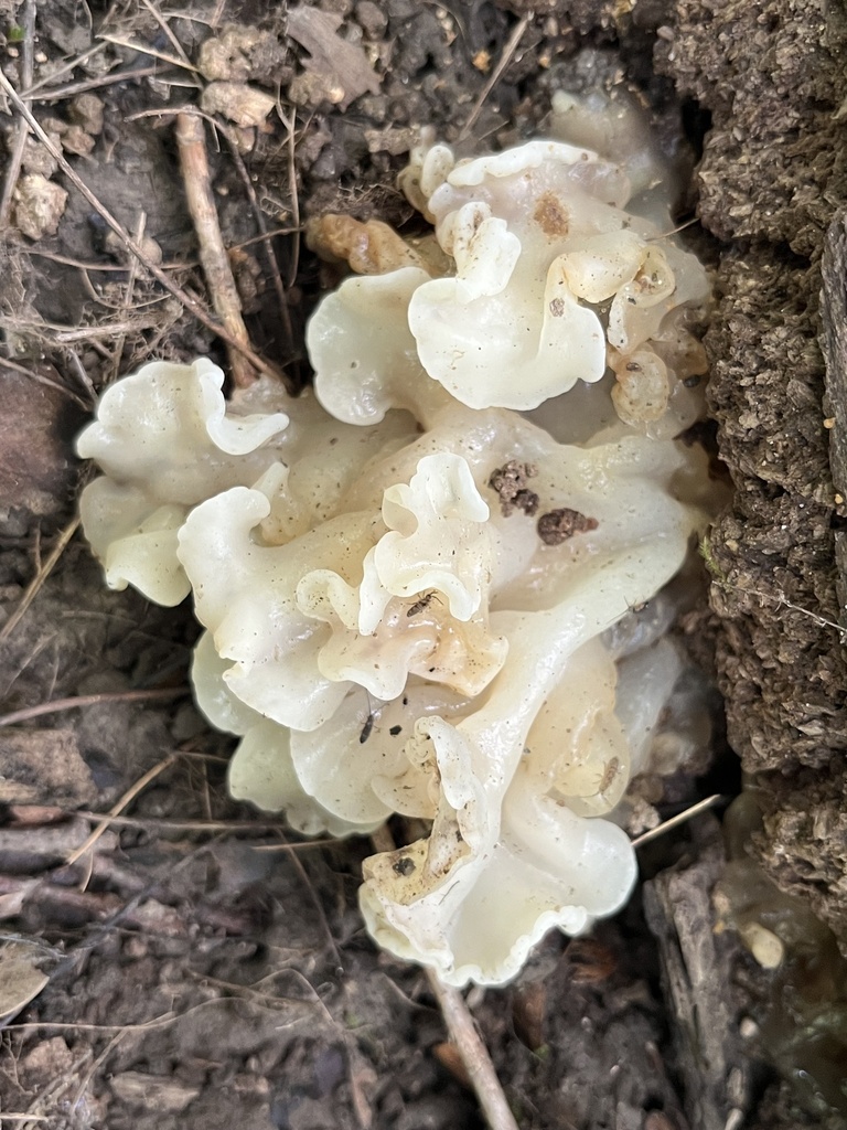 white jelly fungus · June 2026 · photo: Photo: (c) Devin Kellar, some rights reserved (CC BY) · iNaturalist