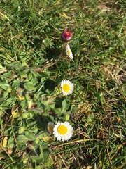 Bellis perennis