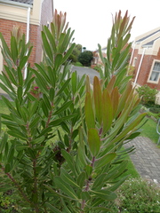 Protea compacta × susannae