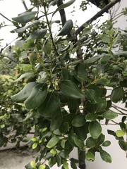 Cinnamomum reticulatum